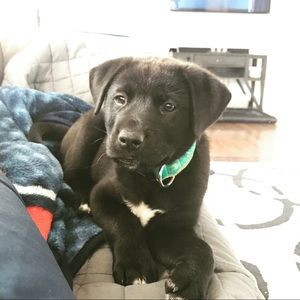 Meet your Posher, Josh